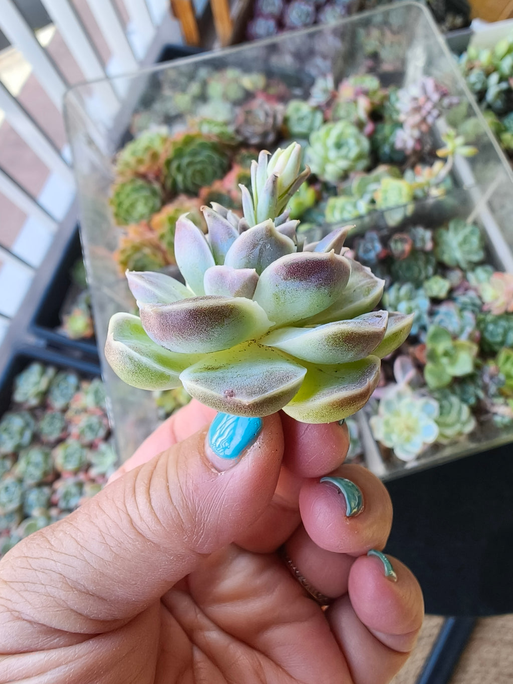 Echeveria Hyalina – Bare Root Succulent - SlowBloomGreens