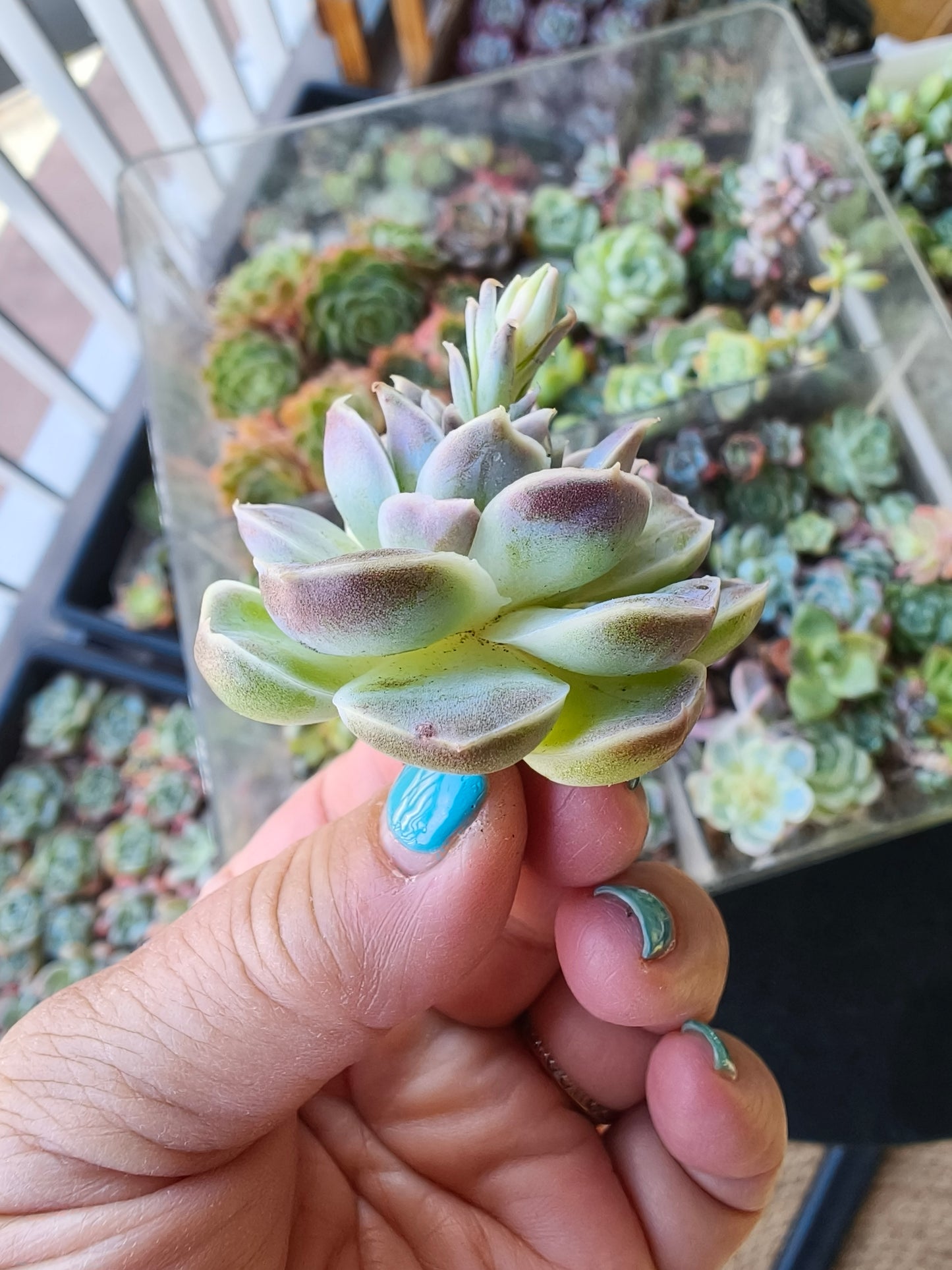 Echeveria Hyalina – Bare Root Succulent
