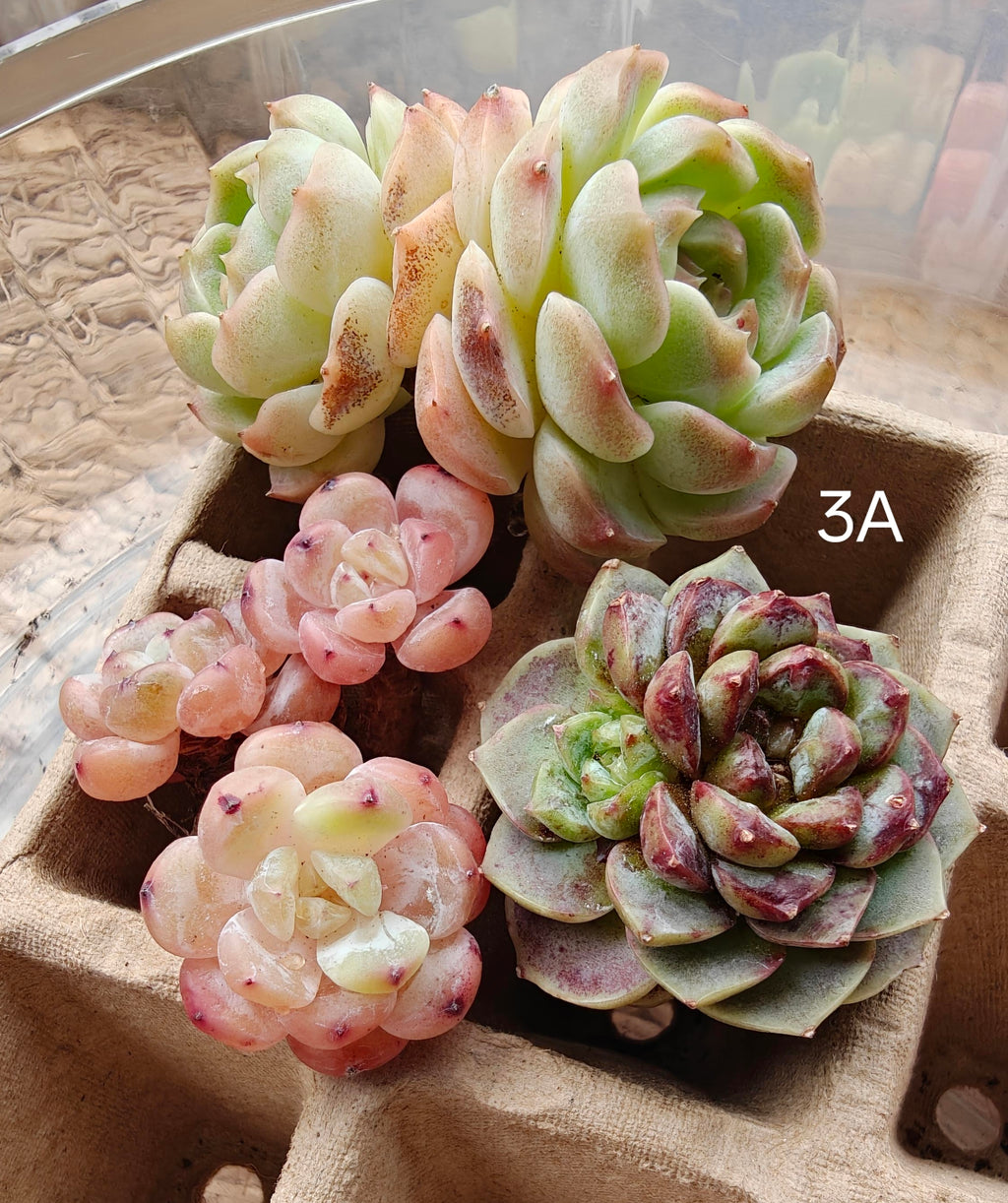 Bare Root Succulent Variety Pack – Choose 3 / 4 / 5 Types