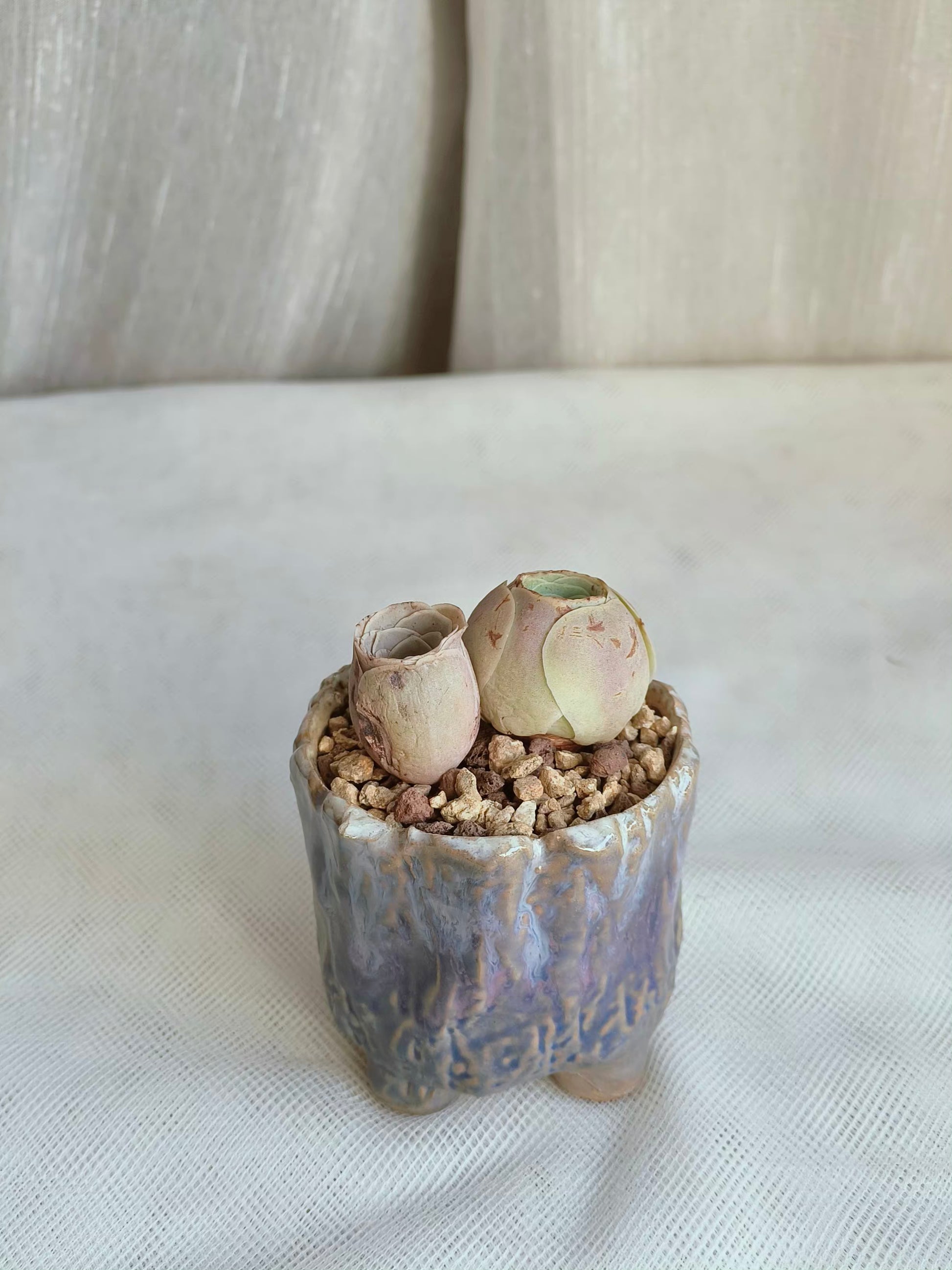 Succulent Lilac Ombre Rustic Planter – Egg Mountain Rose - SlowBloomGreens