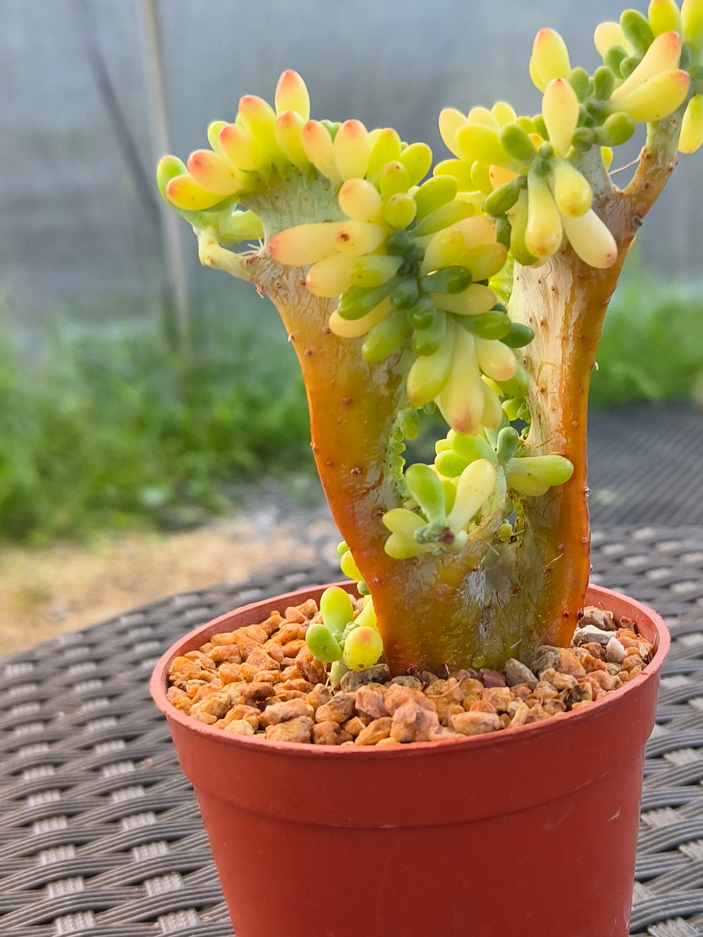 Succulent Starter Planter - Sedum Pachyphyllum 'Jellybeans' - SlowBloomGreens