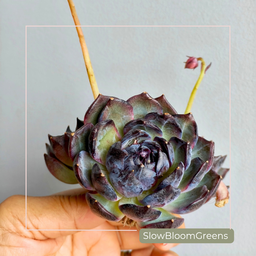 Echeveria ‘Black Prince’ – Large 3-Headed Cluster