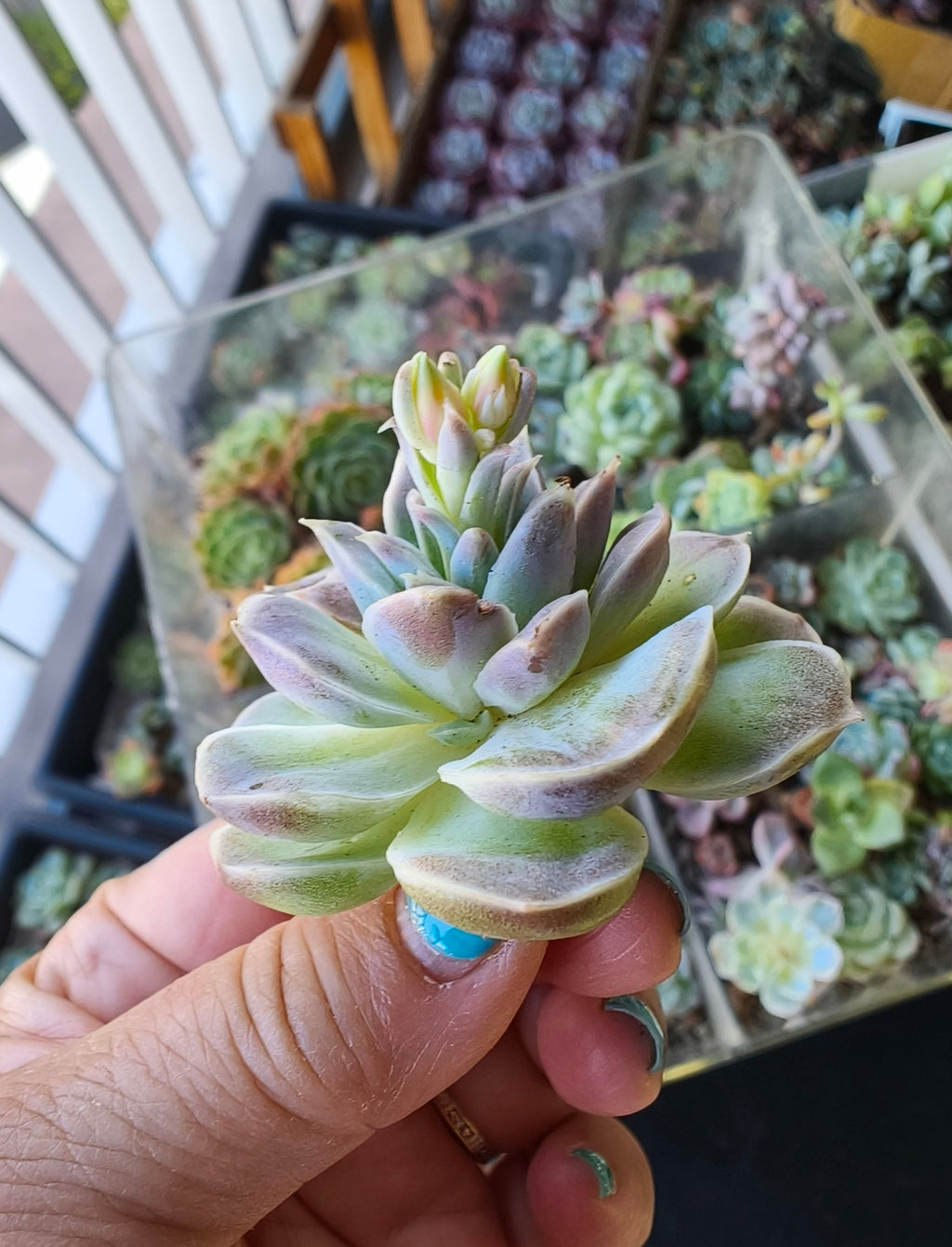 Echeveria Hyalina – Bare Root Succulent - SlowBloomGreens