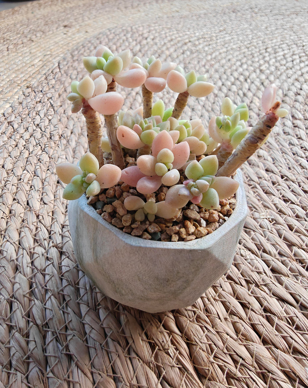 Classic Marble Green Planter – Graptopetalum 'Mirinae' - SlowBloomGreens