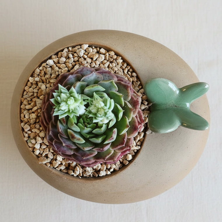 Succulent Butterfly Planter – Echeveria hybrid 'Red Hole (double blooming) - SlowBloomGreens