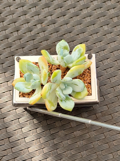 Succulent Retro Boombox – Echeveria Hybrid