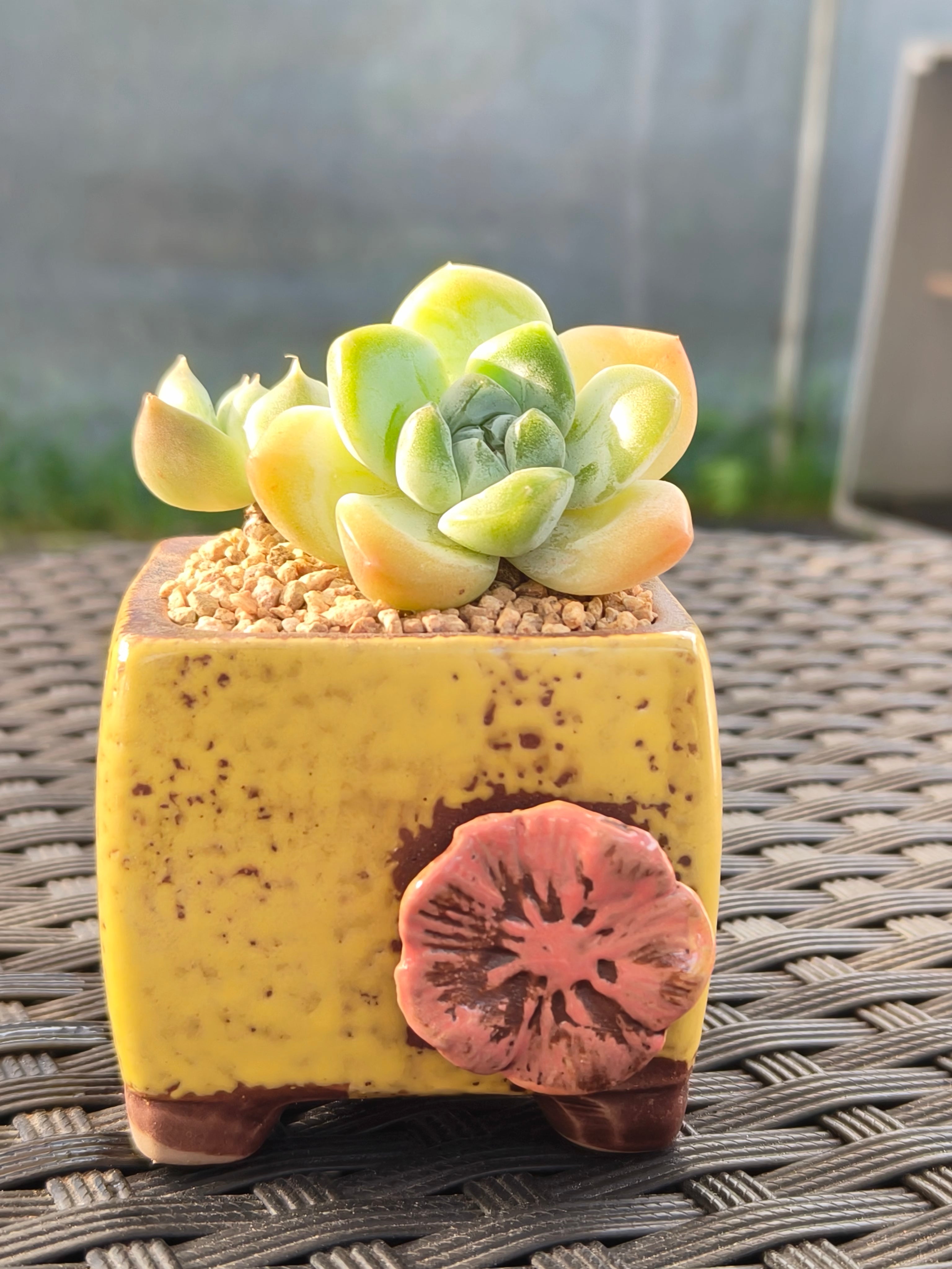 Succulent Ceramic Flowerpot Square Yellow Planter – Echeveria Ice Green - SlowBloomGreens
