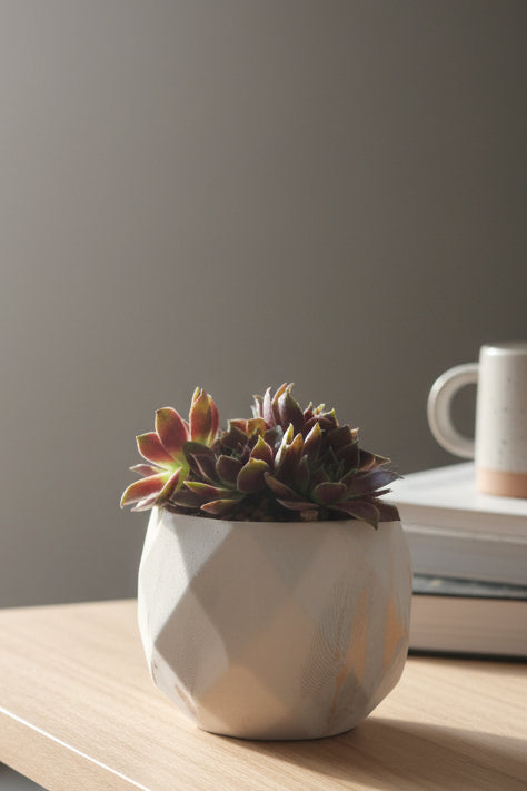 Classic Marble Gold Planter – Sempervivum 'Stansfieldii' (Hens & Chicks') - SlowBloomGreens