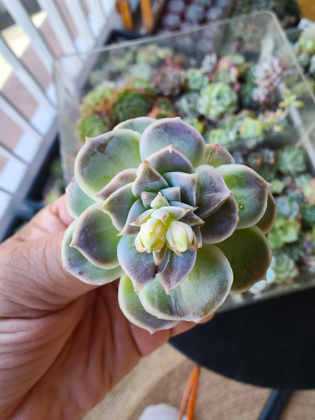 Echeveria Hyalina – Bare Root Succulent - SlowBloomGreens