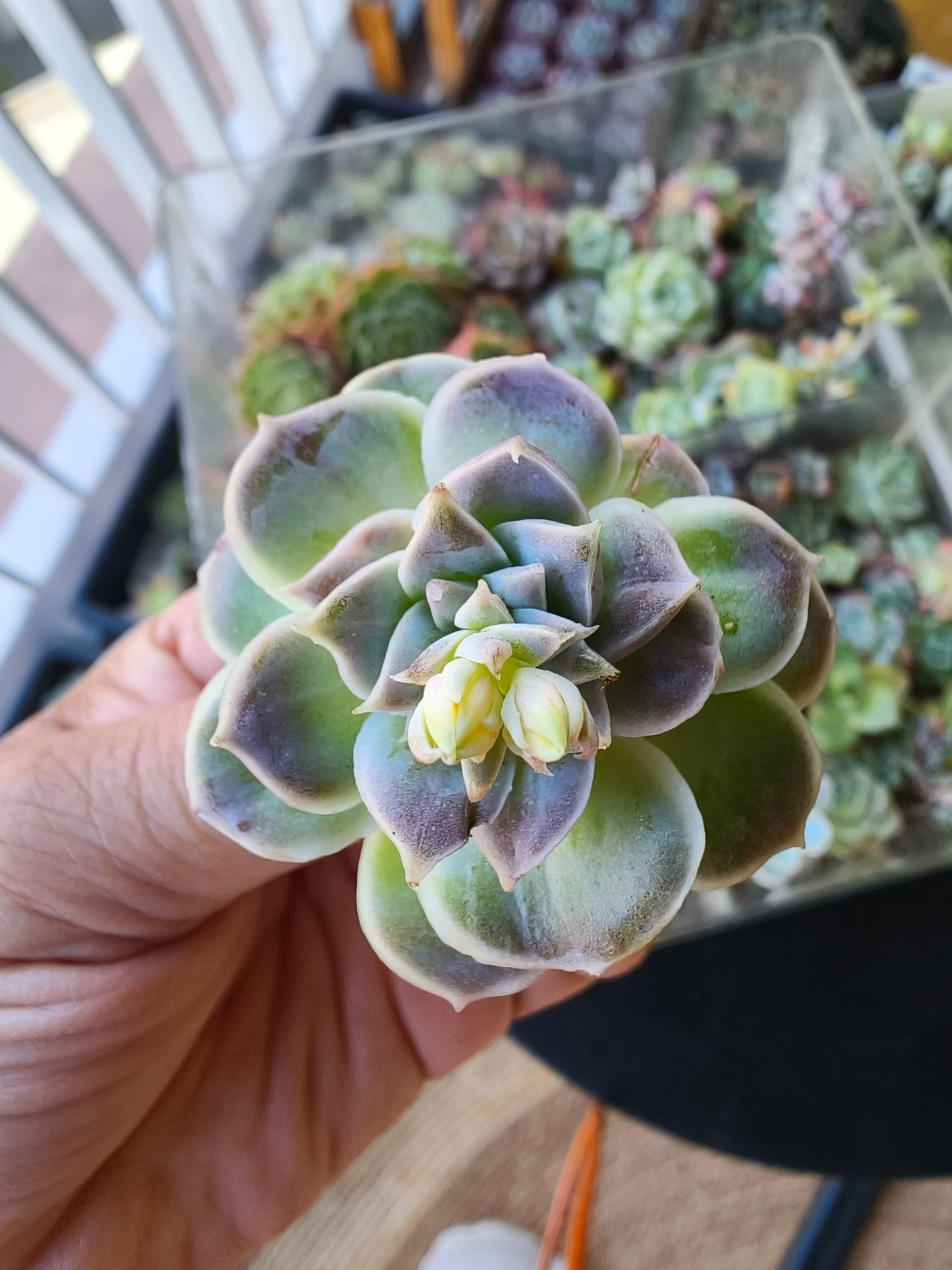 Echeveria Hyalina – Bare Root Succulent