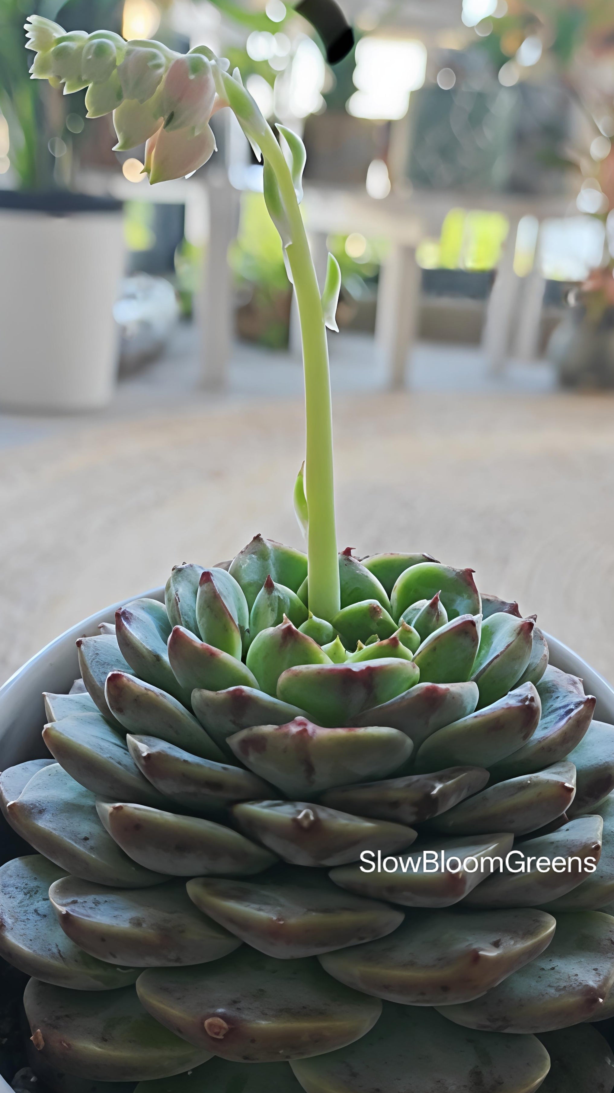 Succulent Egg-Shaped Ceramic Planter – Echeveria 'Red Velvet'