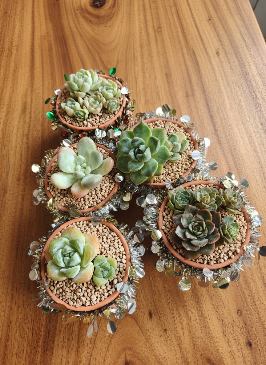 Succulent Simply Blessed Festive Terracotta (L) - Assorted Succulent - SlowBloomGreens