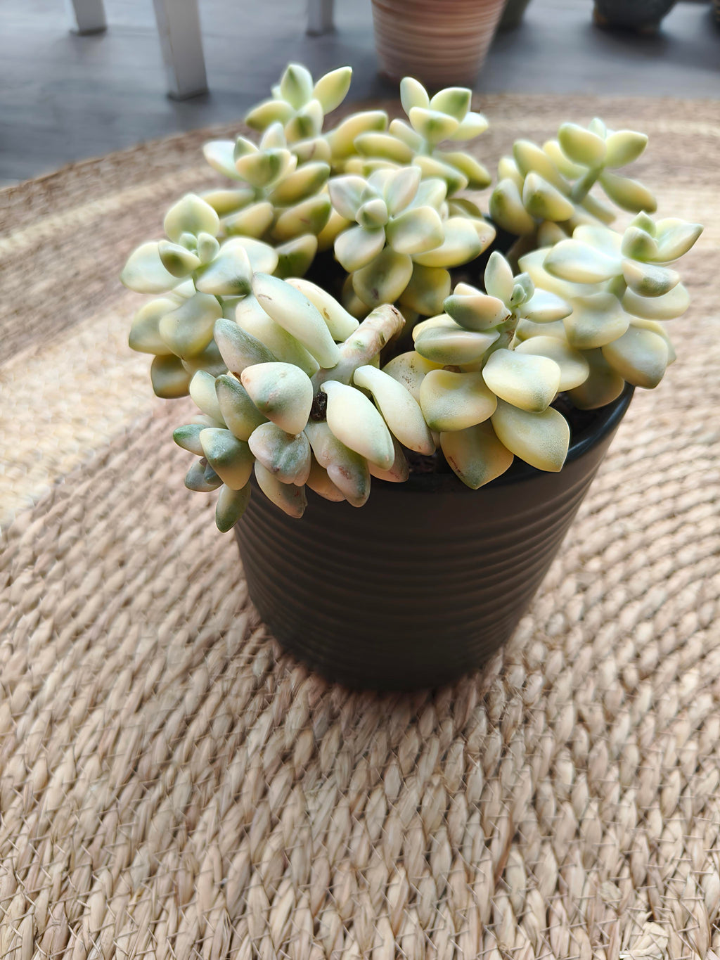 Succulent Ceramic Green Planter - Graptoveria 'Titubans' - SlowBloomGreens