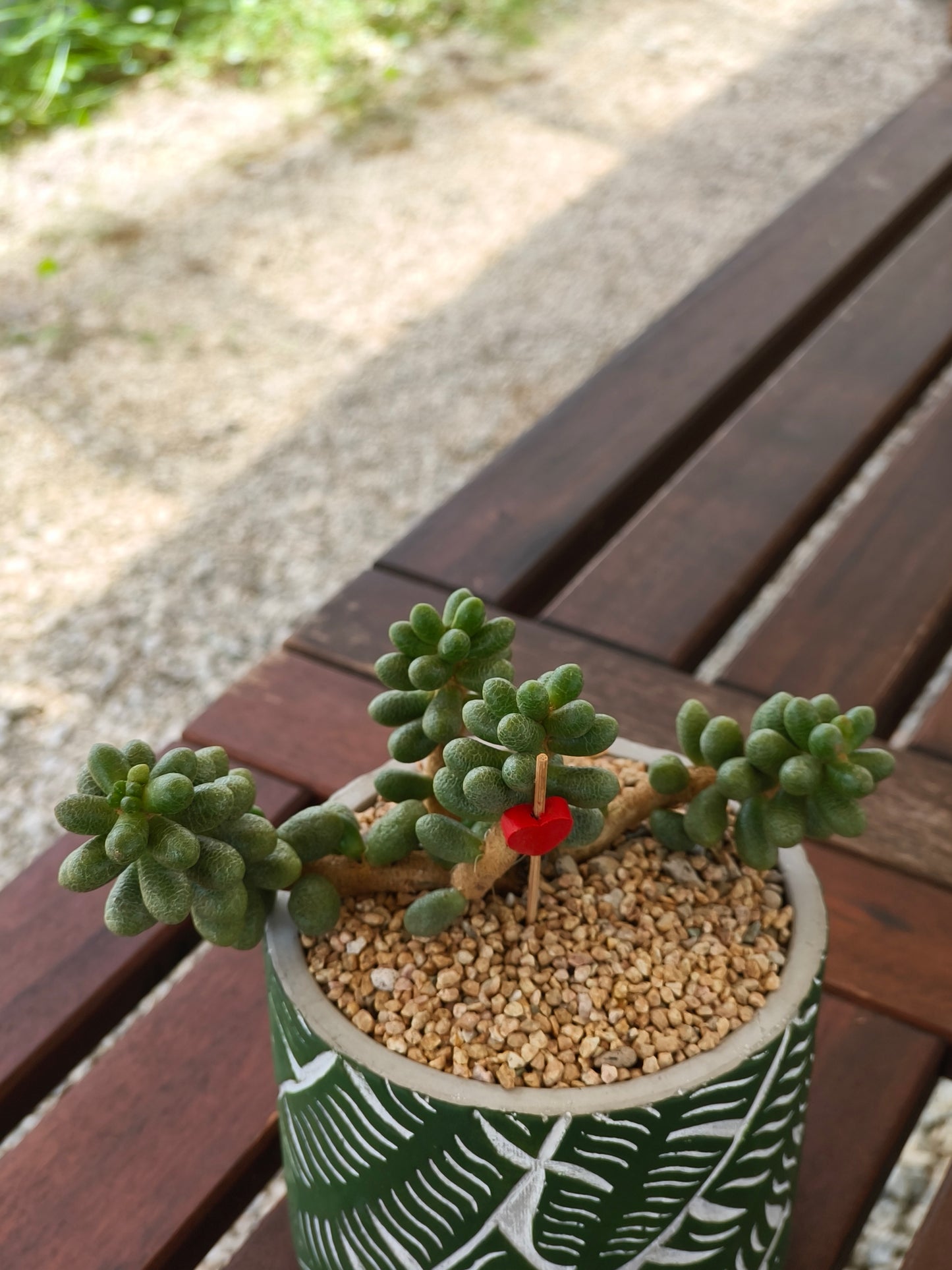 Succulent Whispering Leaves Planter – Sedum Hernandezii *Rare