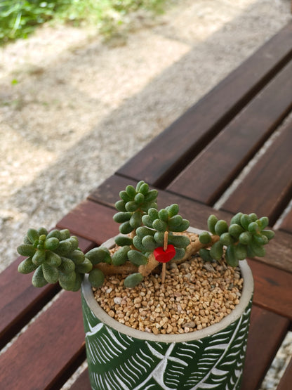 Succulent Whispering Leaves Planter – Sedum Hernandezii *Rare