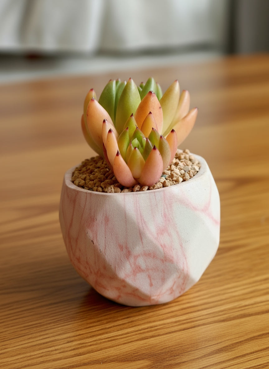 Succulent Classic Marble Orange Planter – Lipstick Echeveria