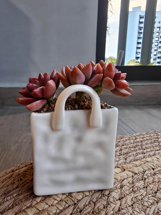 Succulent Tote Planter – Graptosedum Bronze