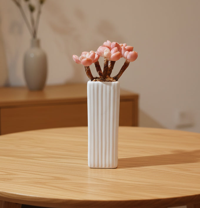Succulent Ribbed White Planter – Pink Moonstone - SlowBloomGreens