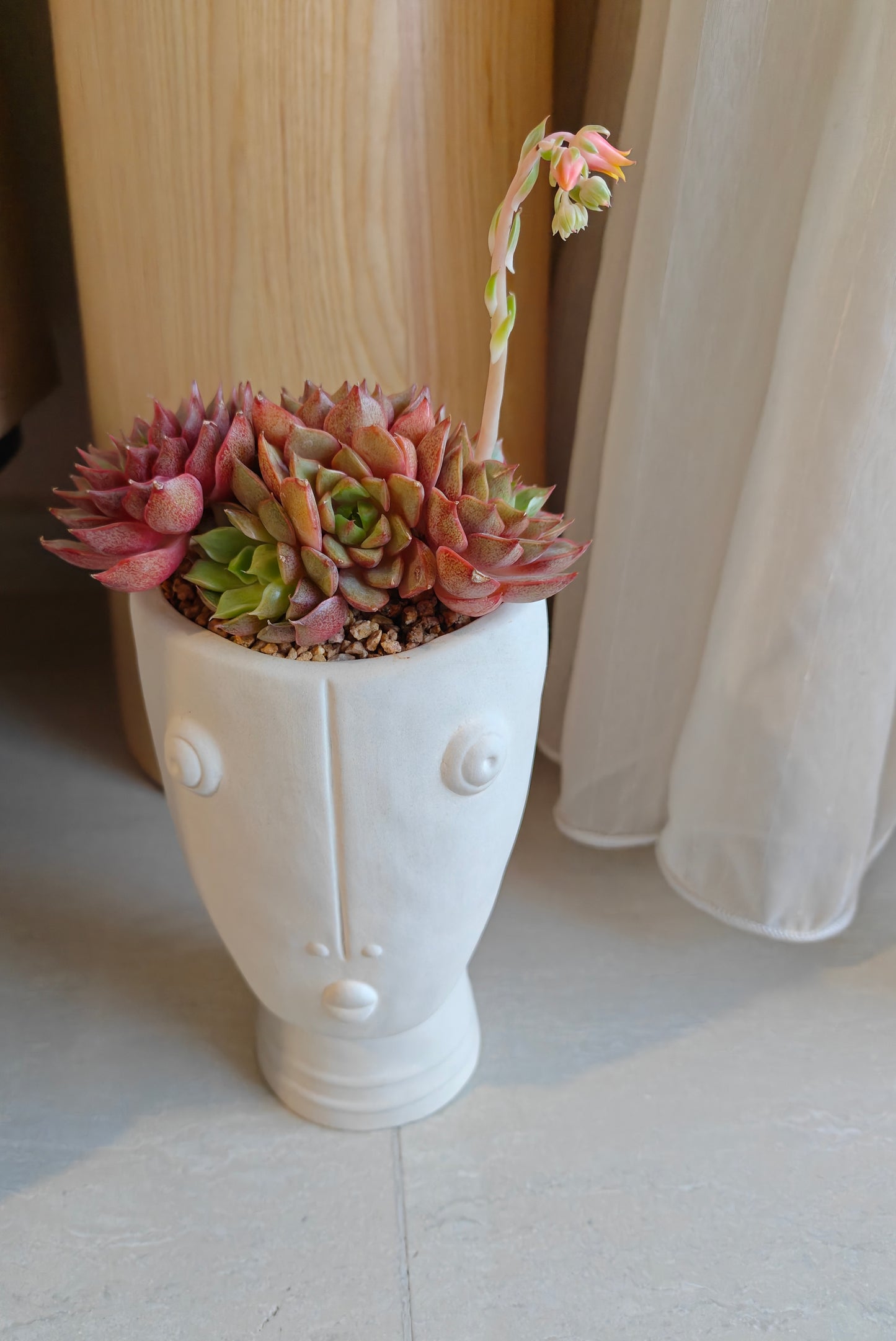 Succulent Serene Muse Face Planter – Echeveria Agavoides (4-Headed Blooming) - SlowBloomGreens