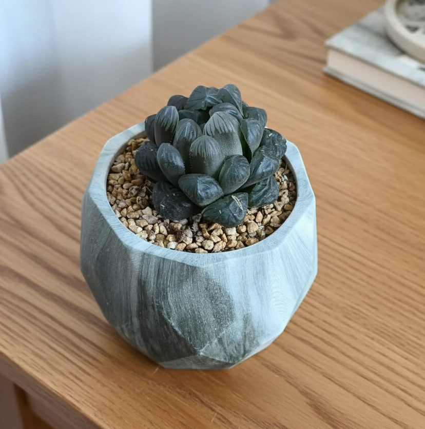 Succulent Classic Marble Earth Green Fern - SlowBloomGreens