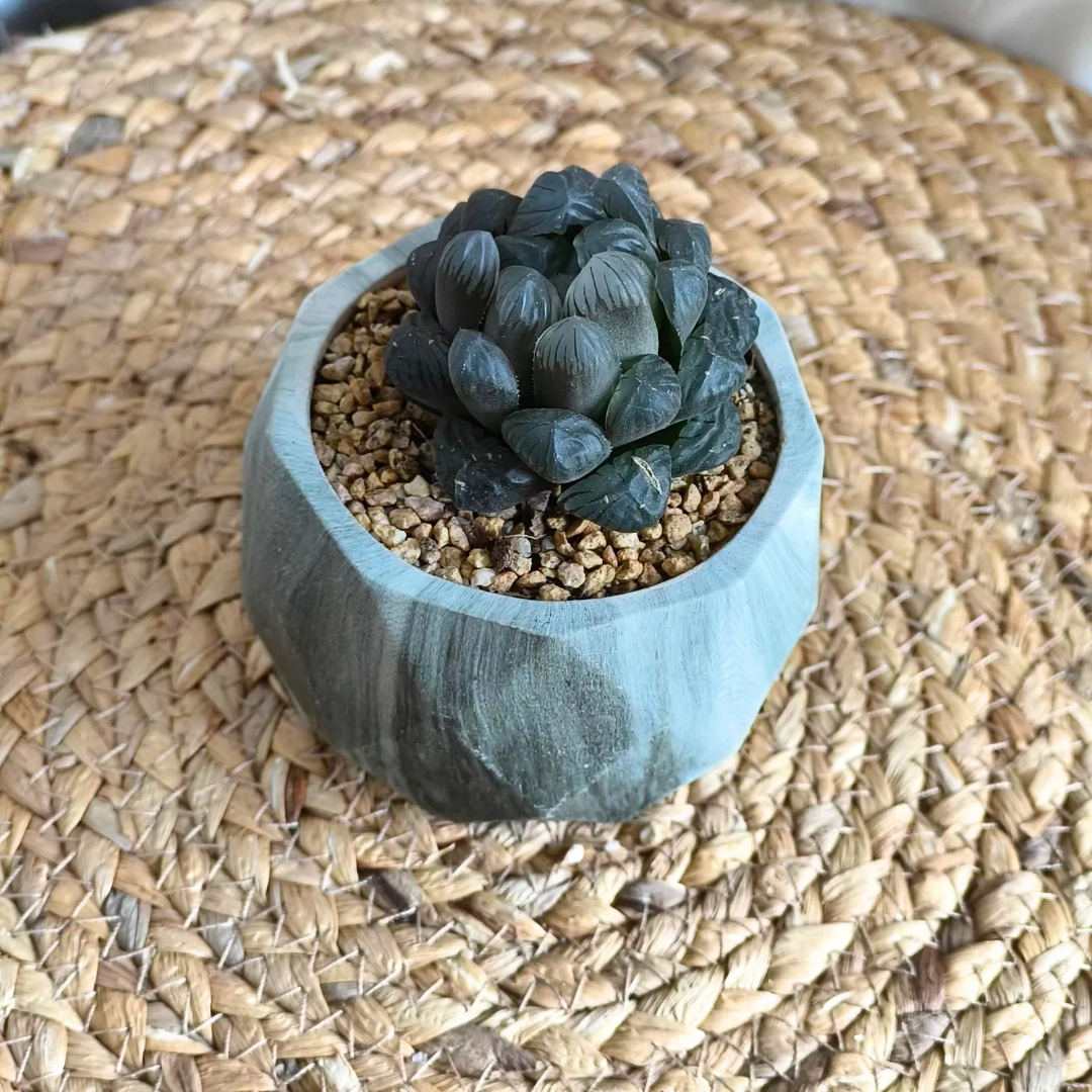 Succulent Classic Marble Earth Green Fern - SlowBloomGreens