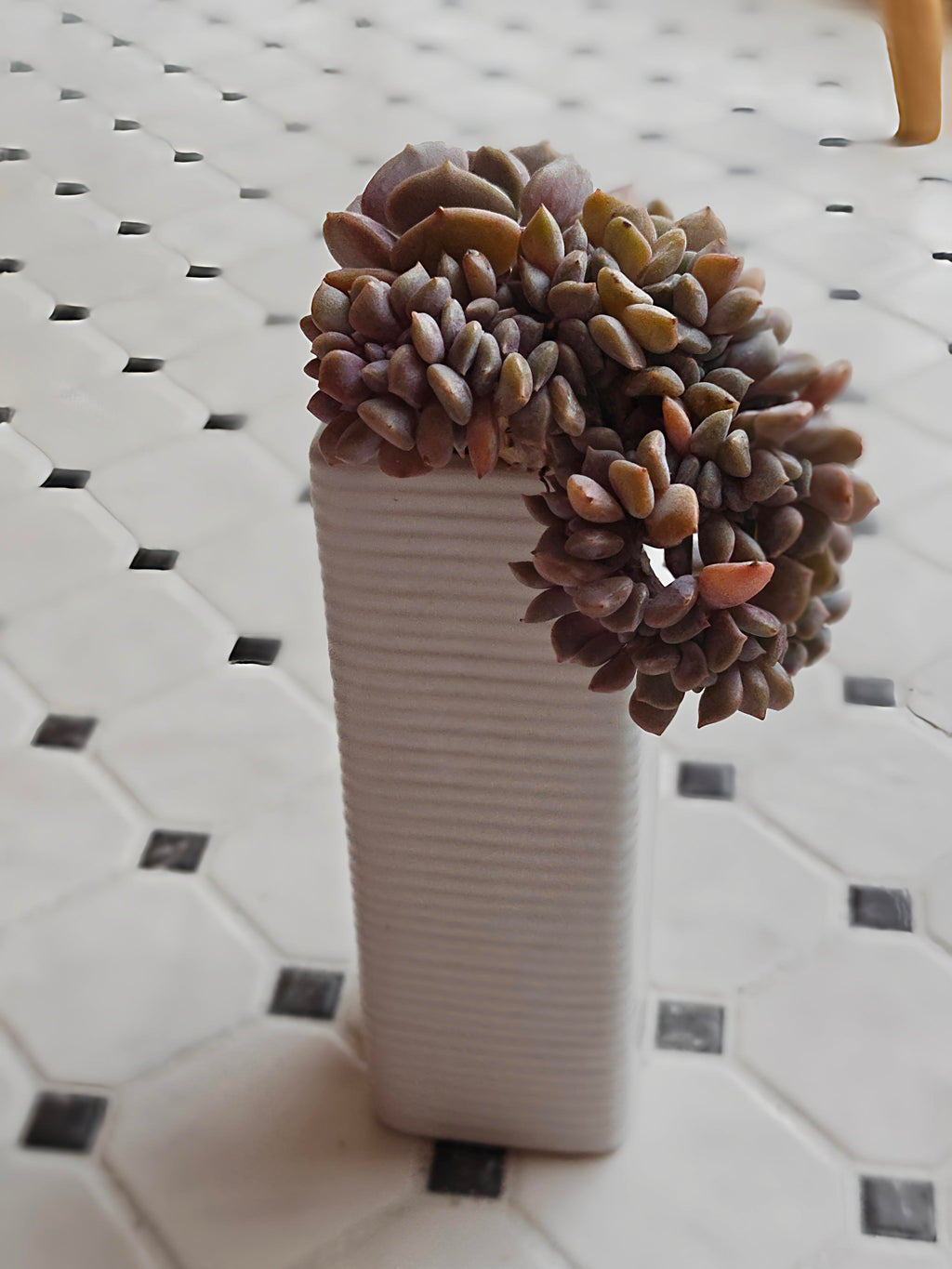 Succulent Ribbed White Planter – Echeveria 'Cubic Frost' - SlowBloomGreens