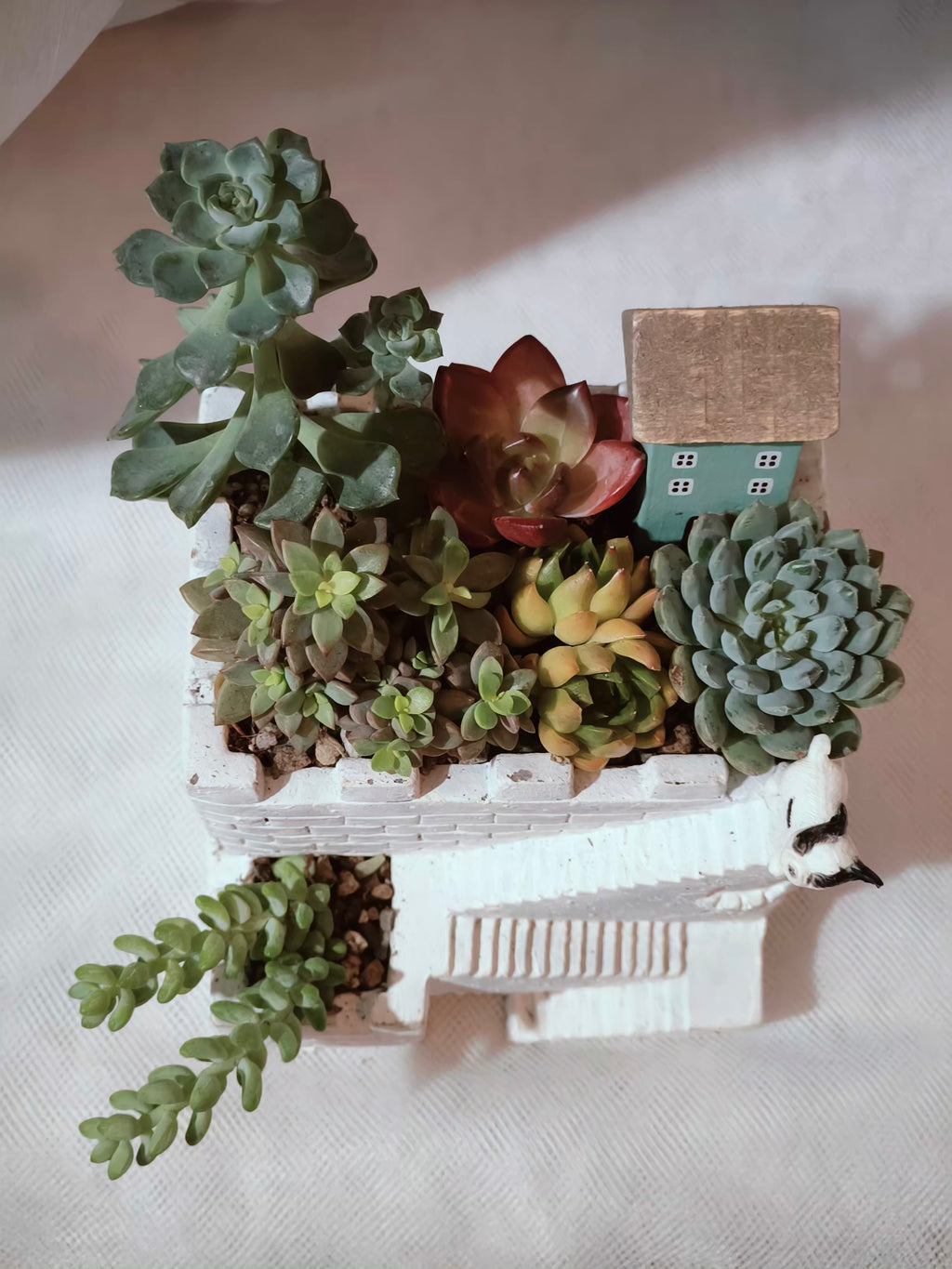 Succulent Sakura Blue - Sedum Lucidum - SlowBloomGreens