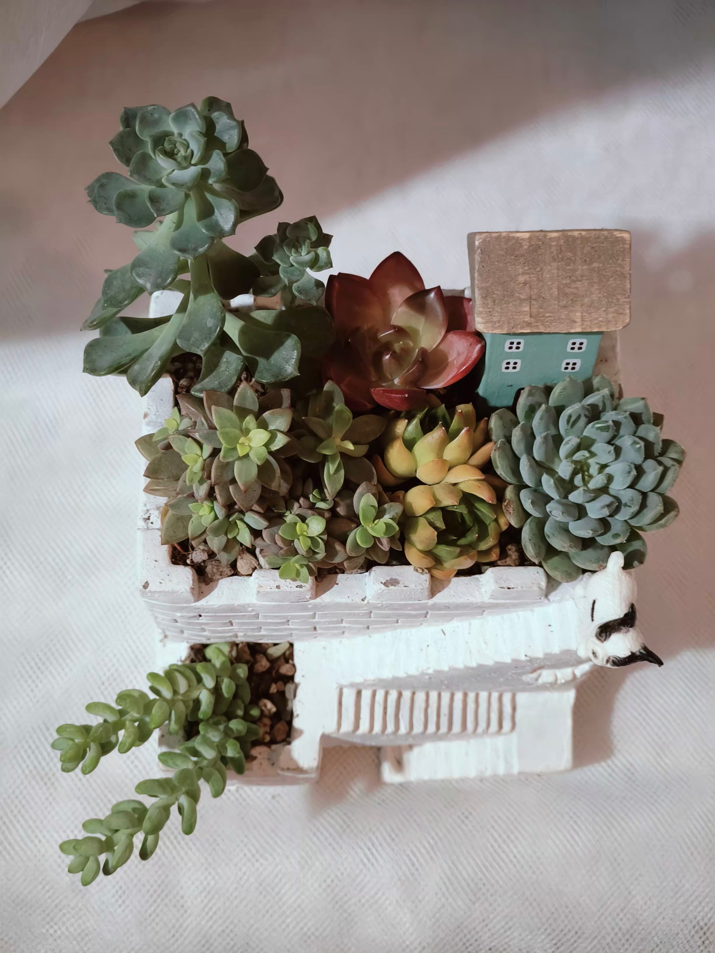 Succulent Sakura Blue - Sedum Lucidum - SlowBloomGreens