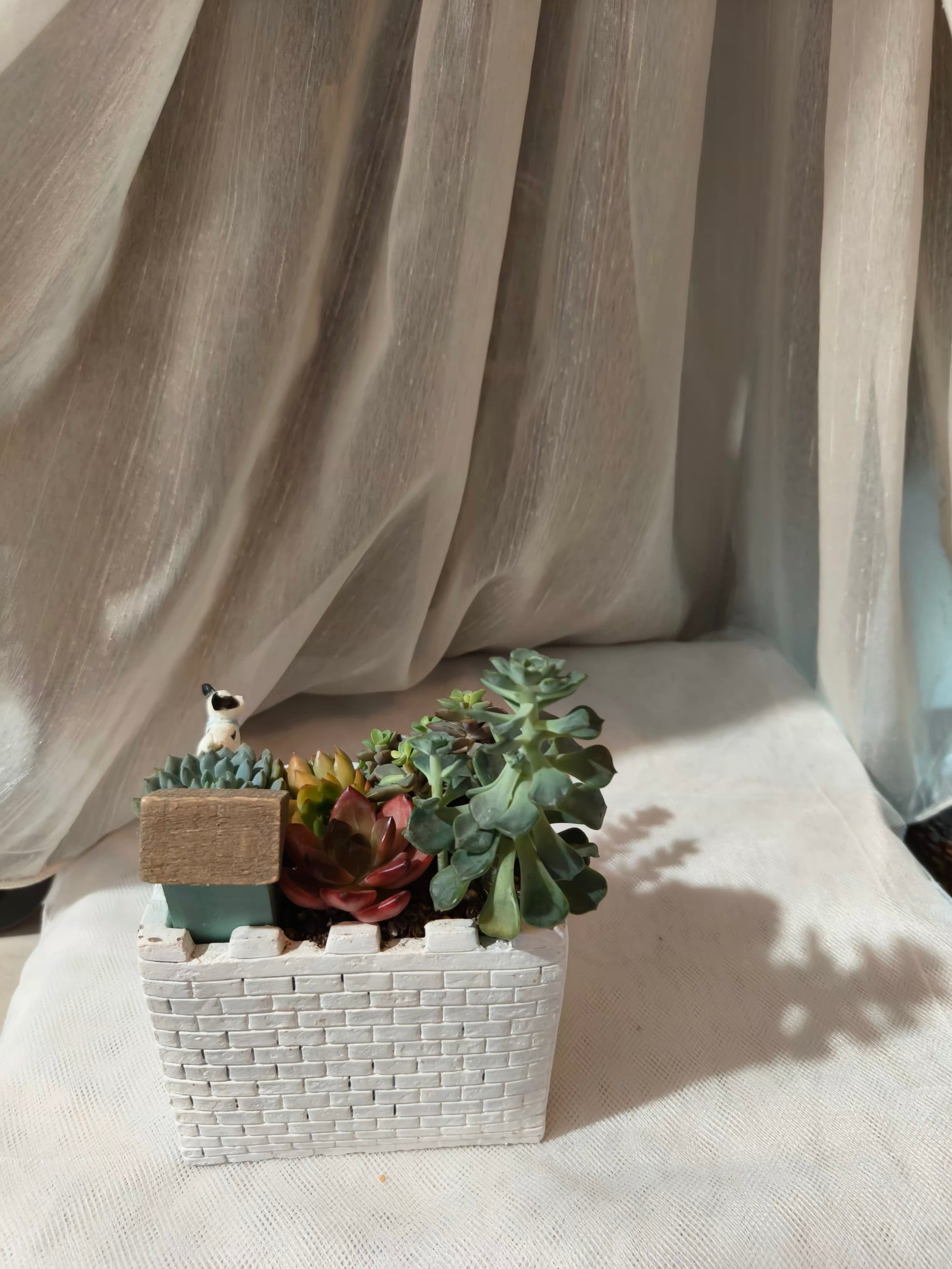 Succulent Sakura Blue - Sedum Lucidum - SlowBloomGreens