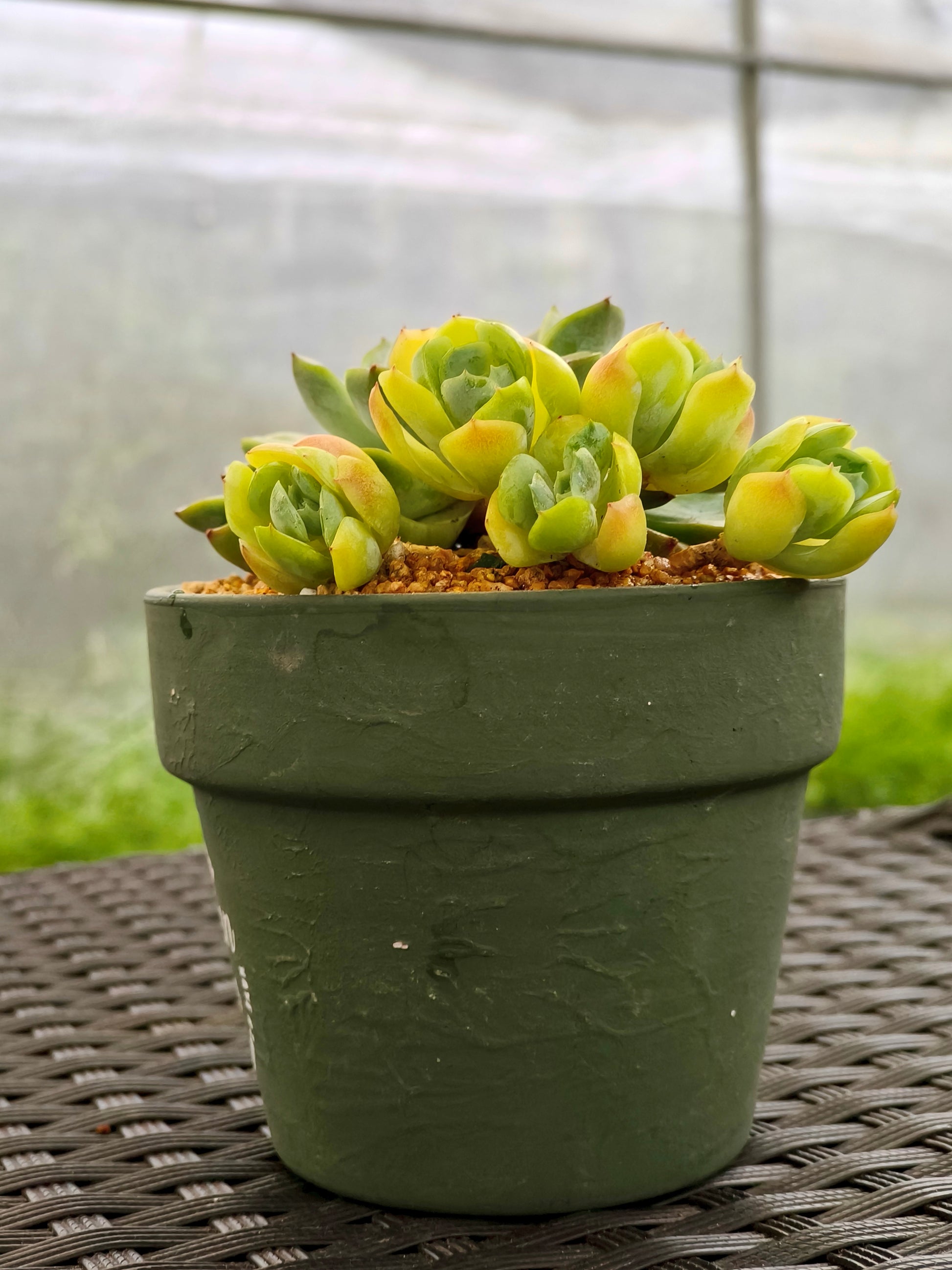 Succulent Rustica Garden Planter – Echeveria Onslow & Elegans - SlowBloomGreens
