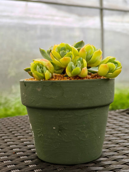 Succulent Rustica Garden Planter – Echeveria Onslow & Elegans - SlowBloomGreens