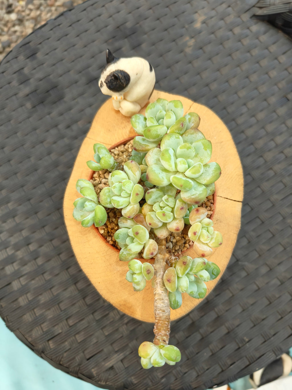 Succulent Bulldog on Woodland Log – Tiscalatengo Gorge Sedum - SlowBloomGreens