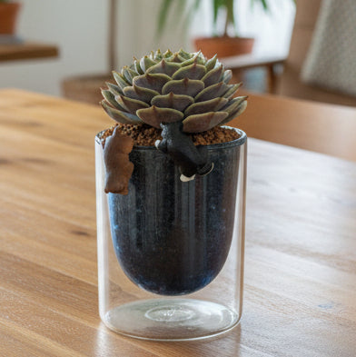 Succulent Glass Oasis Planter – Echeveria ‘Lola’ - SlowBloomGreens