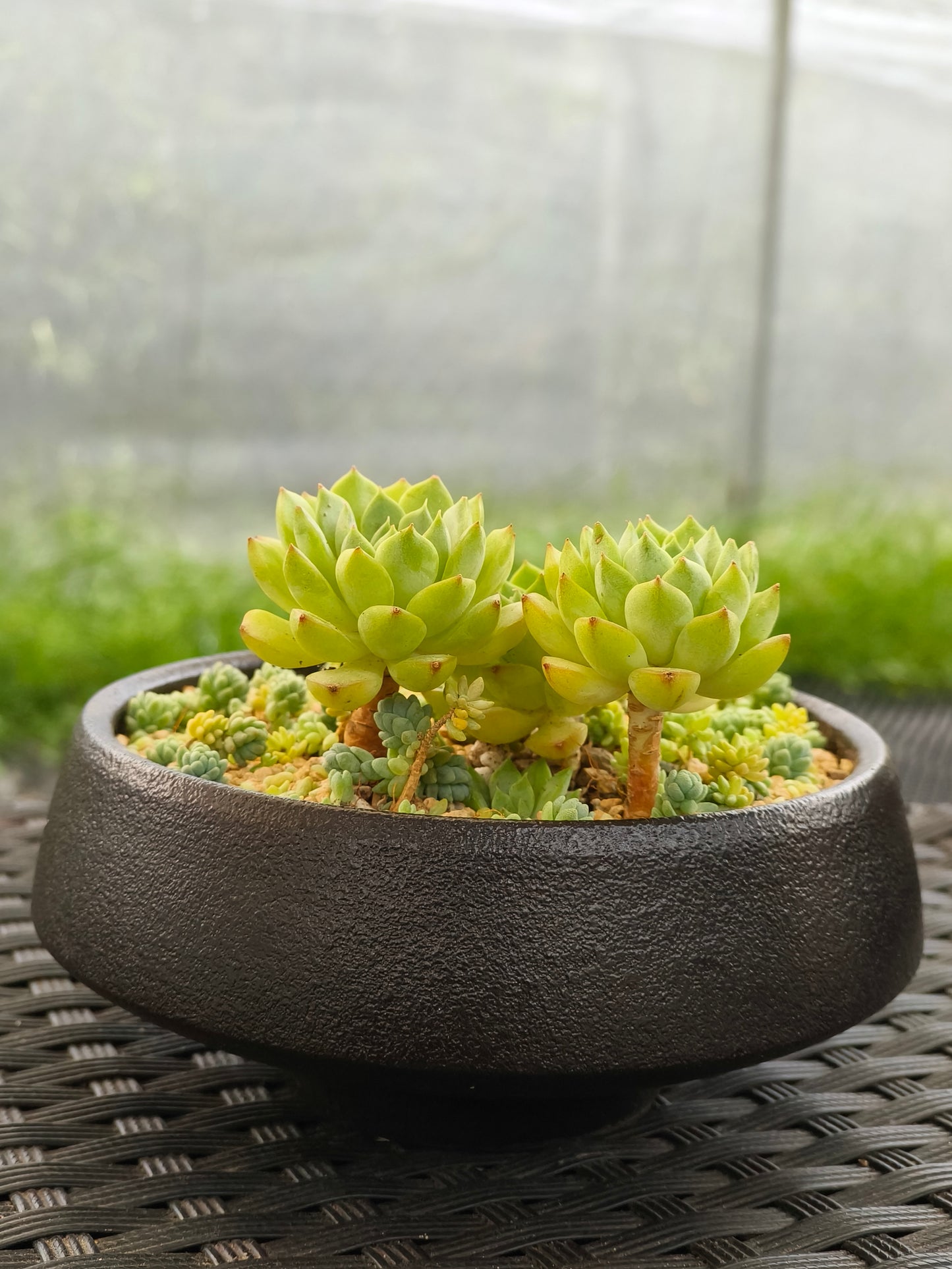 Succulent Classic Black Planter – Echeveria ‘Lime n Chili’ & Blue Tears Sedum