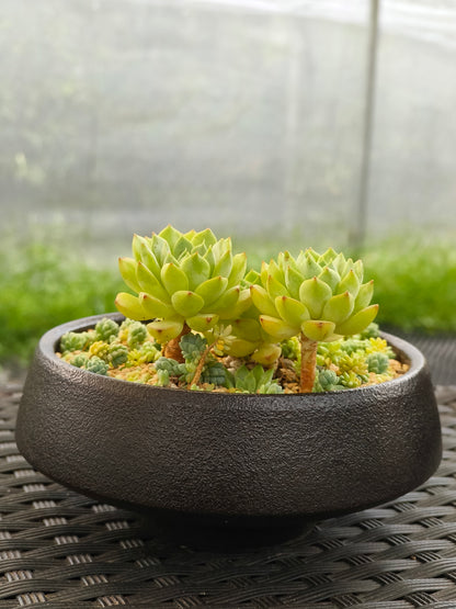 Succulent Classic Black Planter – Echeveria ‘Lime n Chili’ & Blue Tears Sedum
