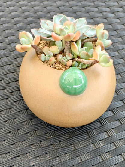 Succulent Seven-Spotted Ladybug Planter – Handcrafted Succulents