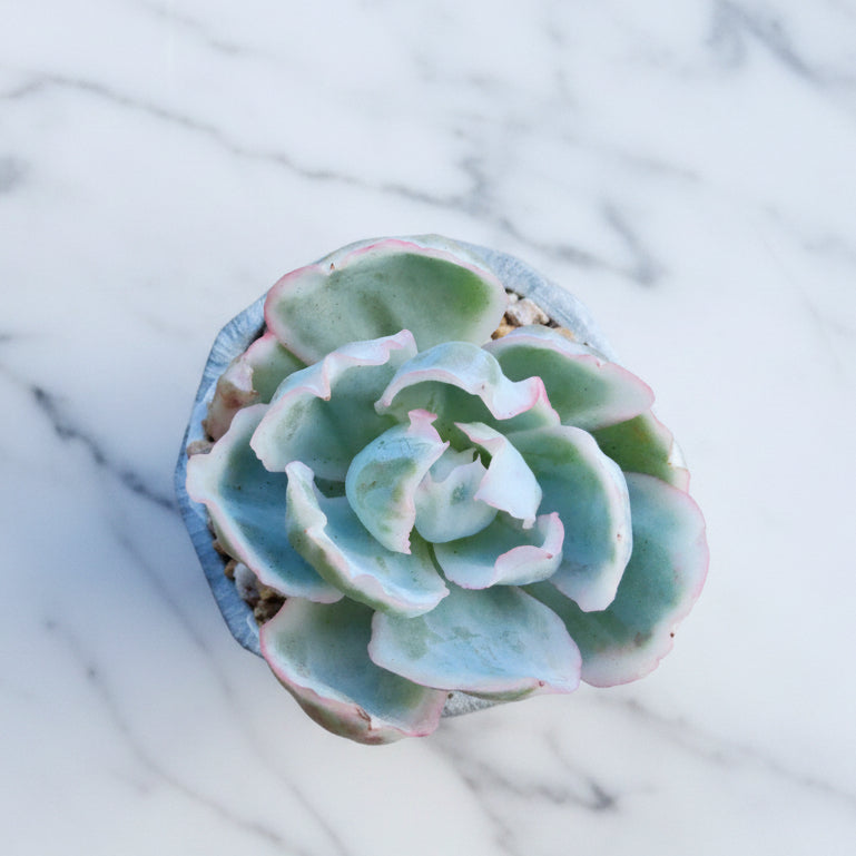 Classic Marble Grey Planter – Echeveria 'Berkley Light' - SlowBloomGreens