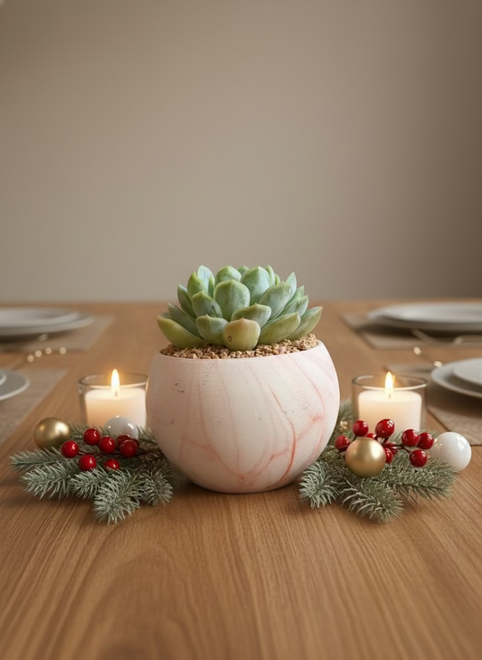 Succulent Elegant Round Orange Planter – Echeveria Elegans 'Mexican Snowball'