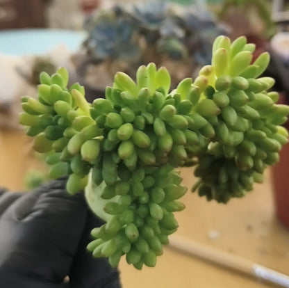 Succulent Starter Planter - Crested Sedum 'Alice Evans'