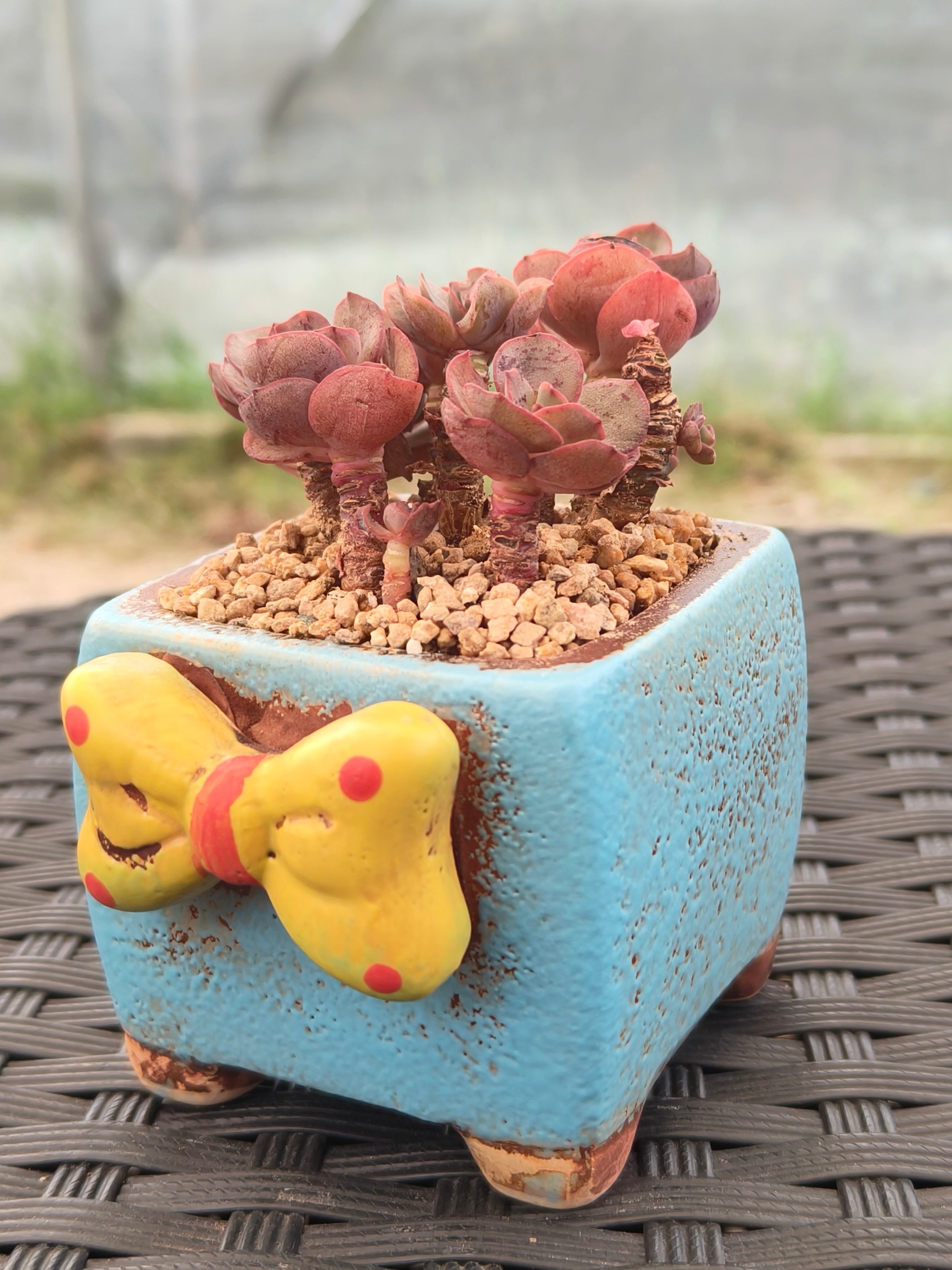Succulent Festive Yellow Bow Square Planter – Echeveria ‘Suyon’ - SlowBloomGreens