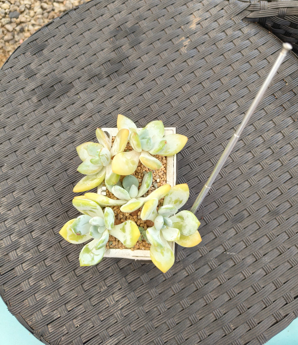 Succulent Retro Boombox – Pachyphytum oviferum - SlowBloomGreens