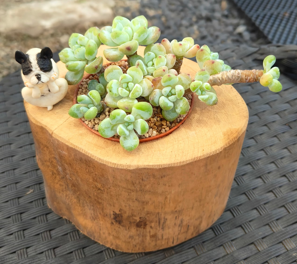 Succulent Bulldog on Woodland Log – Tiscalatengo Gorge Sedum - SlowBloomGreens