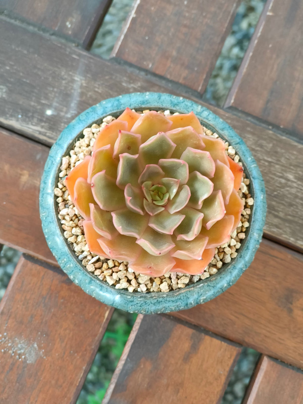 Succulent Rustica Ceramic Planter – Echeveria Brown Rose