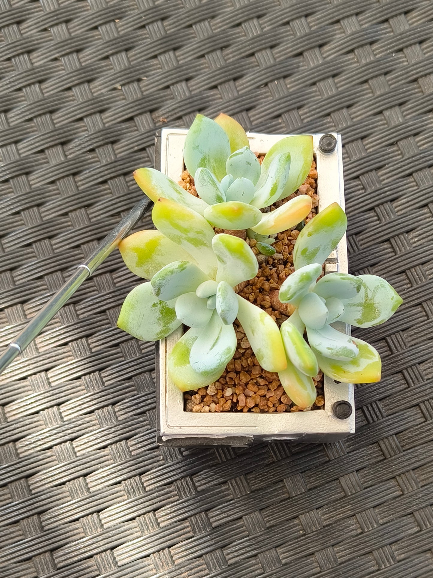 Succulent Retro Boombox – Echeveria Hybrid