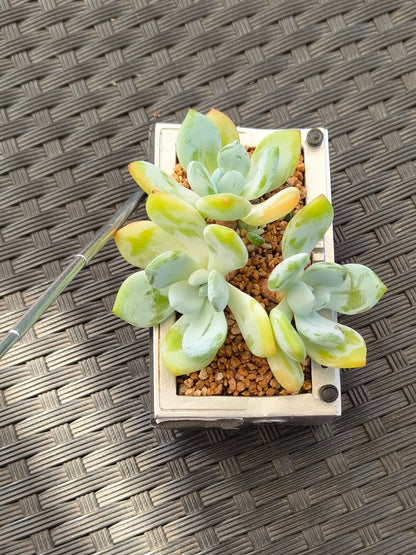 Succulent Retro Boombox – Echeveria Hybrid