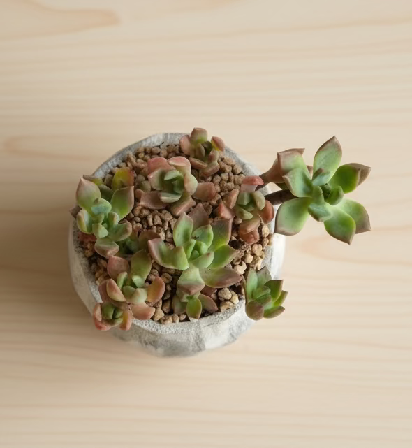 Succulent Classic Marble Grey Planter - Echeveria 'Minibelle' - SlowBloomGreens