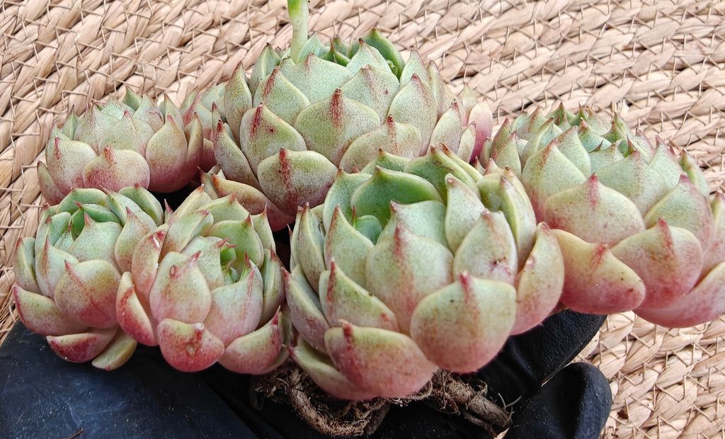 Bare Root Succulent - Echeveria 'Ben Badis' Cluster