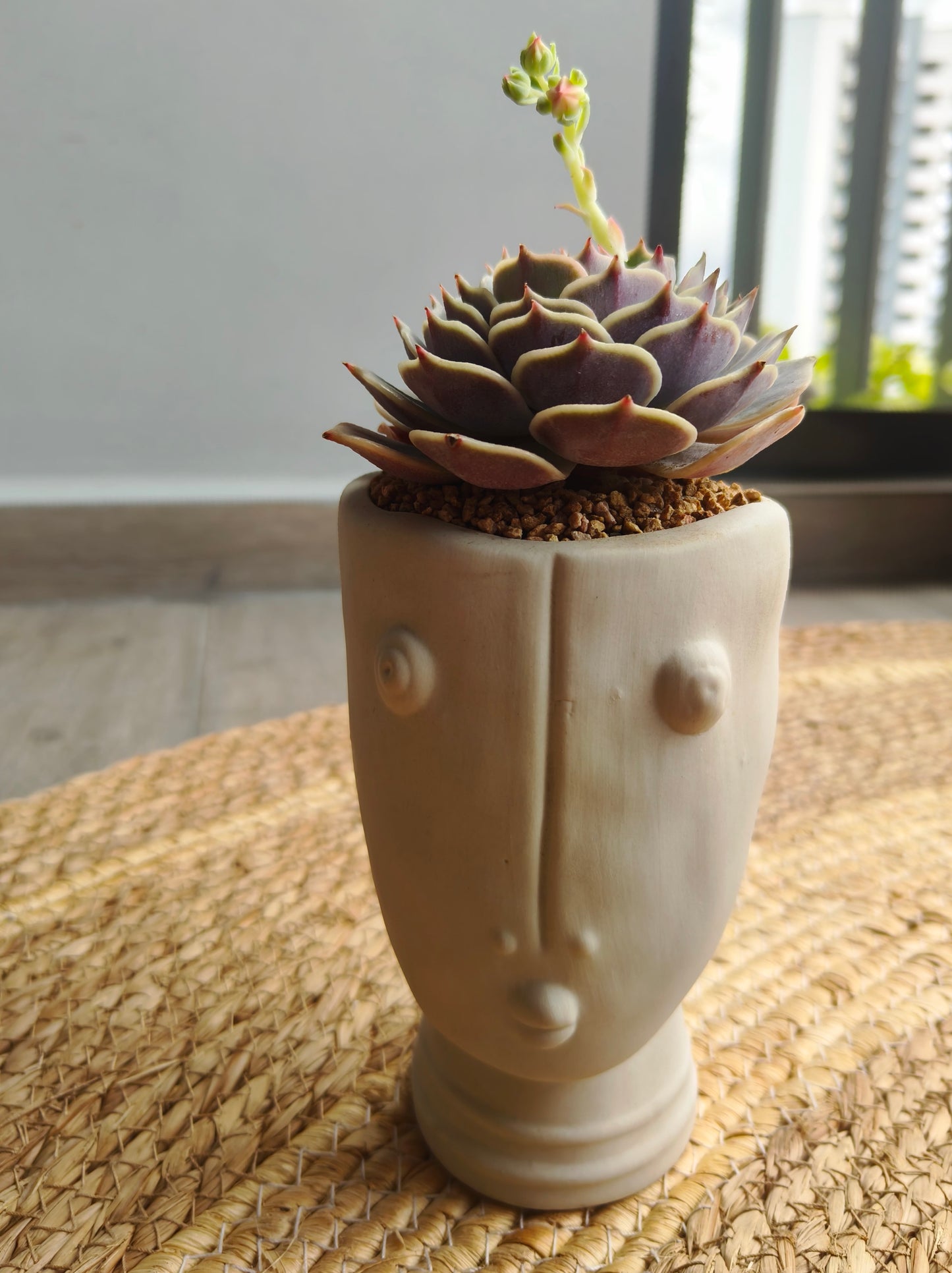 Succulent Serene Muse Face Planter – Echeveria ‘Lola’ - SlowBloomGreens