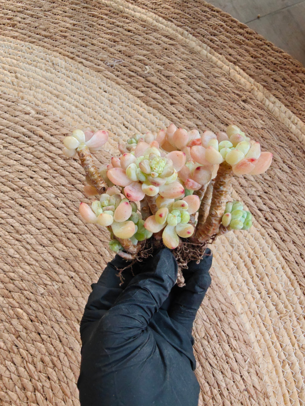 Tiscalatengo Gorge Sedum – Bare Root Succulent - SlowBloomGreens