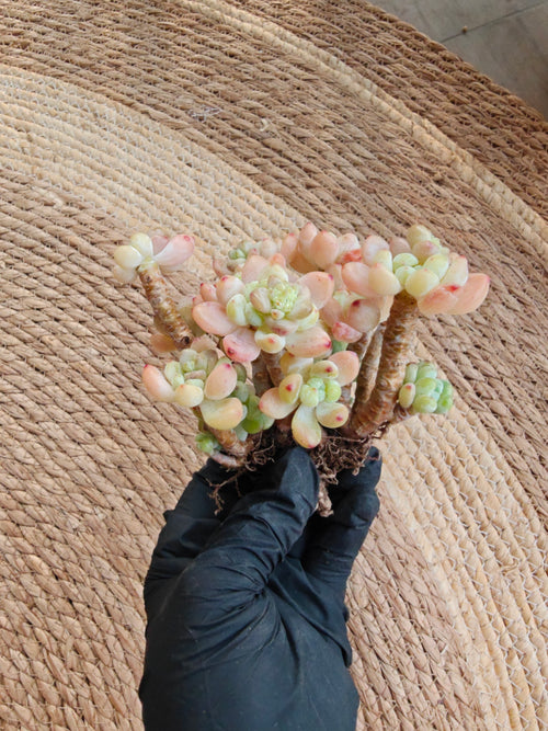 Tiscalatengo Gorge Sedum – Bare Root Succulent - SlowBloomGreens